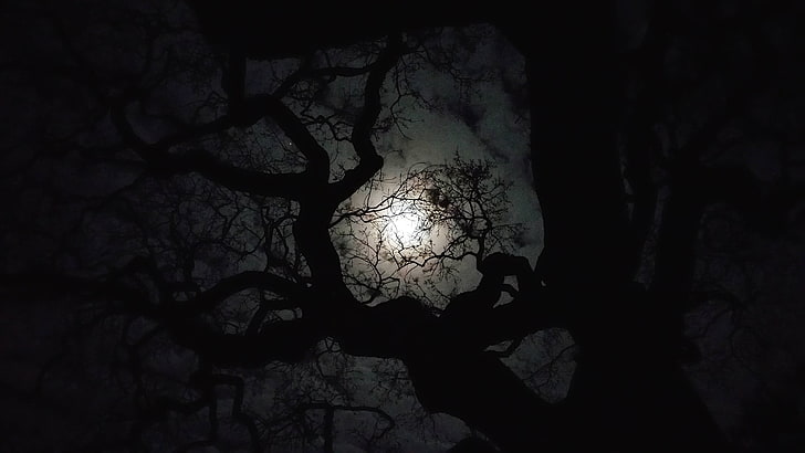 black bare tree, trees, night, dark, silhouette, illuminated, HD wallpaper