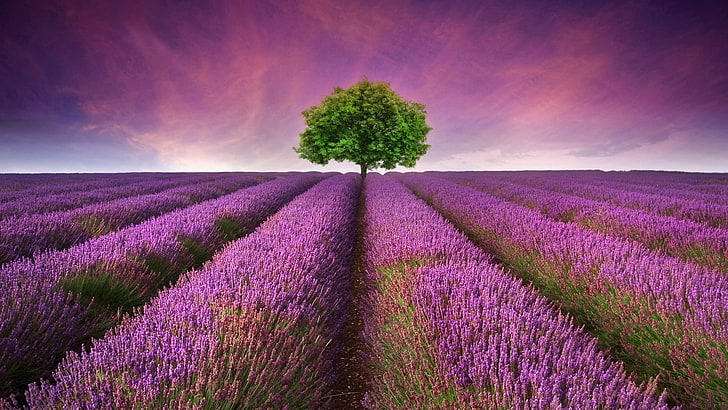 purple, field, lavender, lavender farm, lavender field, sky, HD wallpaper