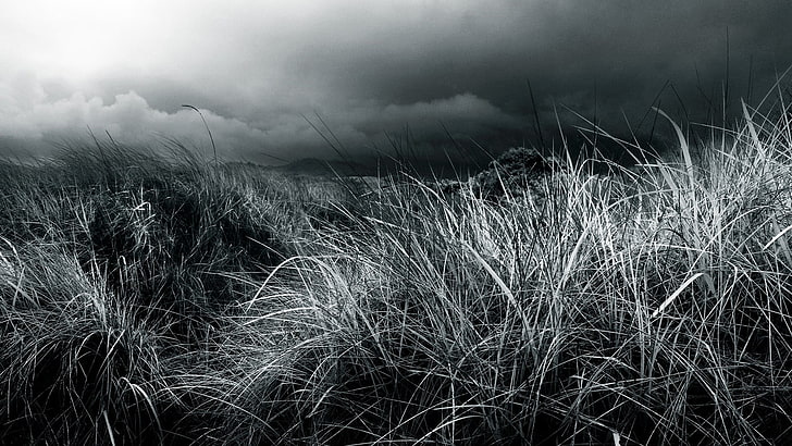grayscale photograph of grass, photography, nature, landscape, HD wallpaper