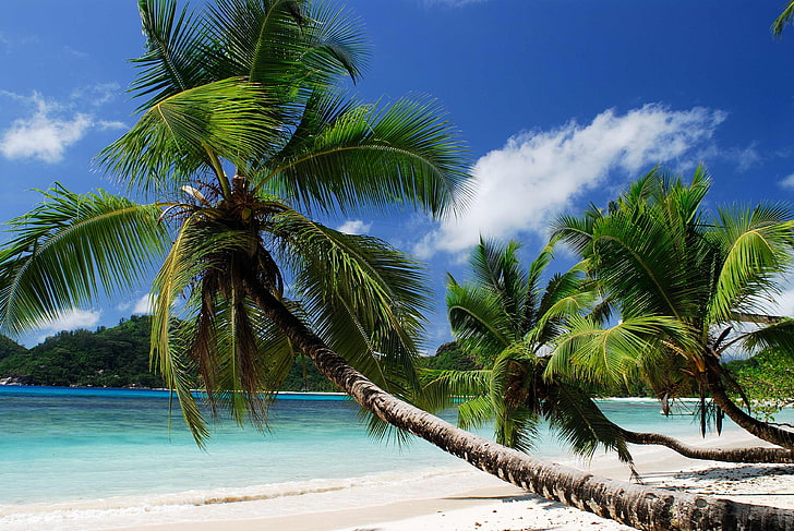 green coconut tree, beach, tropics, sea, sand, palm trees, sandy