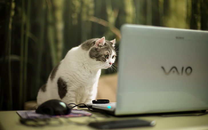 silver Sony VAIO laptop, cat, look, mammal, animal, animal themes, HD wallpaper