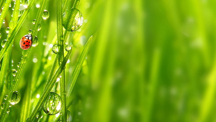 animals, bamboo, plant, leaf, wheat, grass, growth, drop, cereal