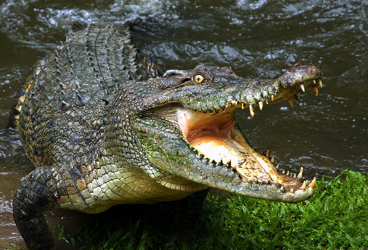 Animals, Crocodiles, Reptile, Water, green crocodile, HD wallpaper