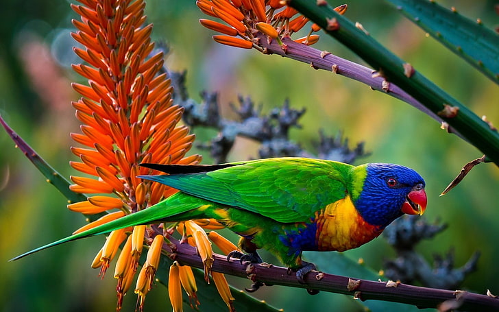 Multi-Color Parrot, blue, green, and yellow bird, Animals, multicolored