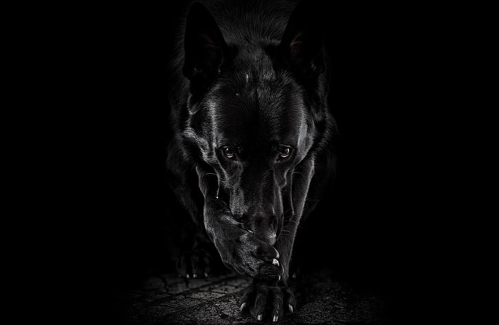 HD wallpaper: Dogs, German Shepherd, Black & White | Wallpaper Flare