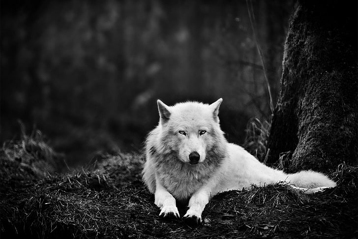 wolf lying near tree, animals, nature, trees, monochrome, one animal