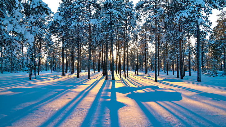 light, snowy, calm, shadow, sunlight, fir forest, morning, woodland