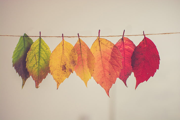 leaf lot, photo of assorted-color leaf lot, macro, leaves, fall, HD wallpaper