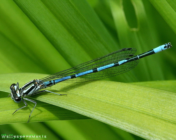 dragonflies, leaves, insect, green color, leaf, plant part, HD wallpaper