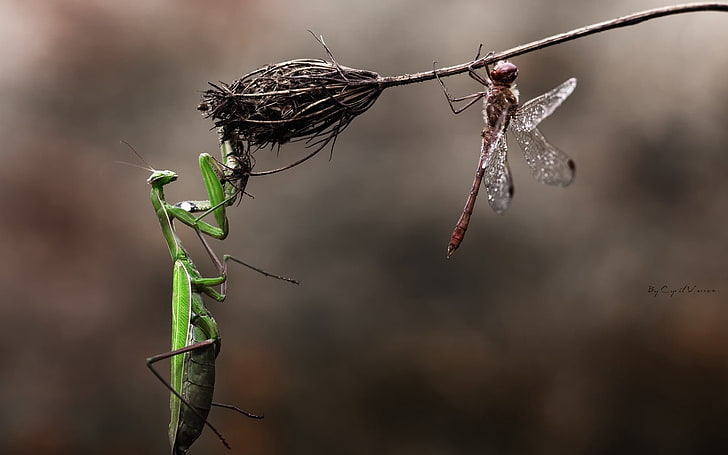 green mantis, dragonfly, insects, grass, macro, flower, dry, danger, HD wallpaper