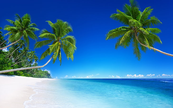 hd nature 1080p 1920x1200, tropical climate, water, sea, palm tree, HD wallpaper