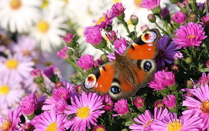 Daisy Garden, petal, nature, flower, butterfly, 3d and abstract, HD wallpaper