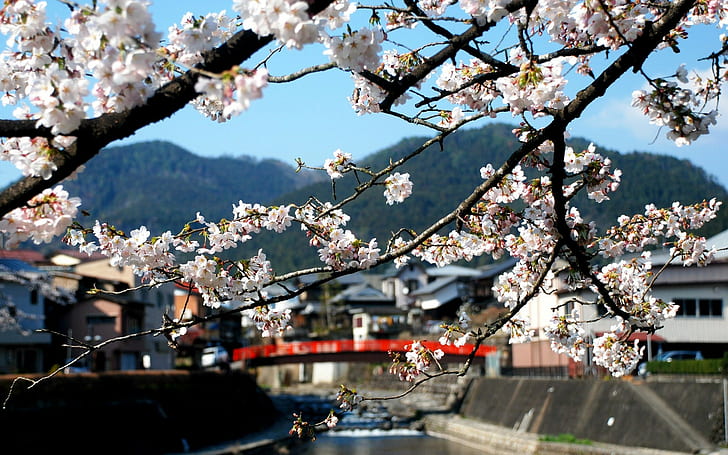 Japan, bridge, trees, HD wallpaper