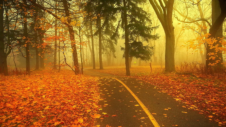 gray asphalt road, nature, fall, leaves, trees, autumn, plant