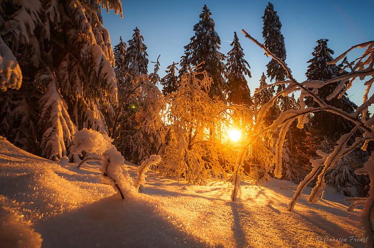 trees covered with white snow, Winter, Sunset, frost, ice, Baum