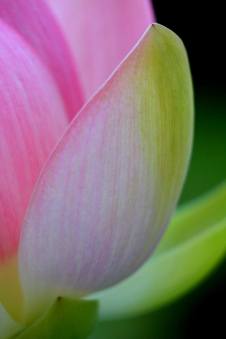 pink lotus flower, lotus flower, nature, plant, close-up, petal, HD wallpaper