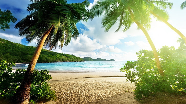 coconut trees near seashore, nature, landscape, tropical, beach