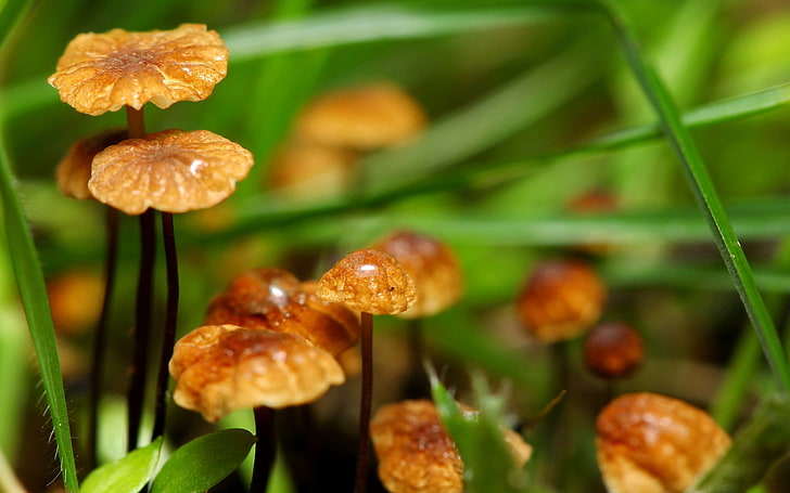 brown mushrooms, macro, plants, nature, food, growth, close-up, HD wallpaper