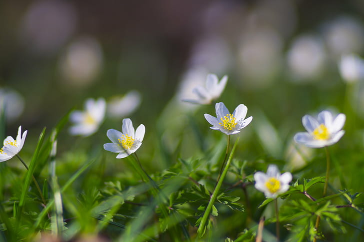 shallow focus photography of white daisy flowers, Spring, colors, HD wallpaper