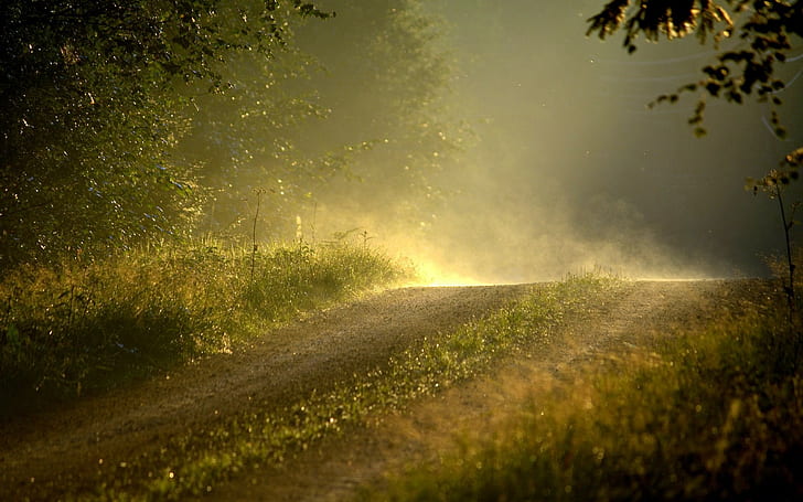 dirt road, path, mist, trees, HD wallpaper