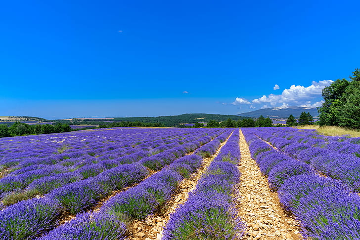 purple petaled flower field, lavender, Sault, Provence-Alpes-Côte d'Azur, HD wallpaper