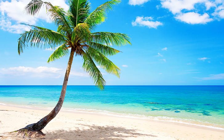 HD wallpaper: Lonely palm tree, tropical, beach, coast, sea ...