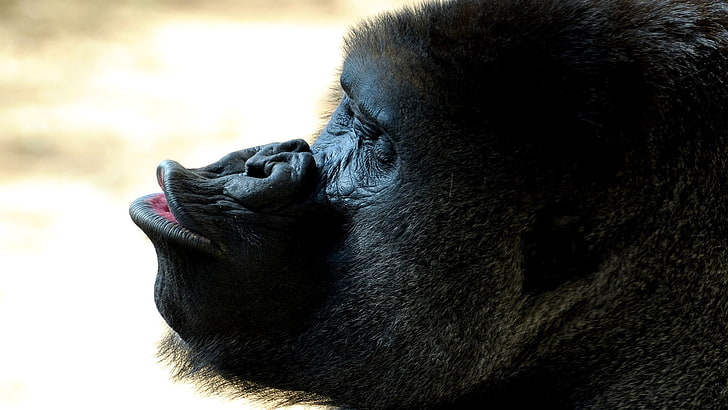 black gorilla, face, cry, emotions, dark, ape, primate, animal