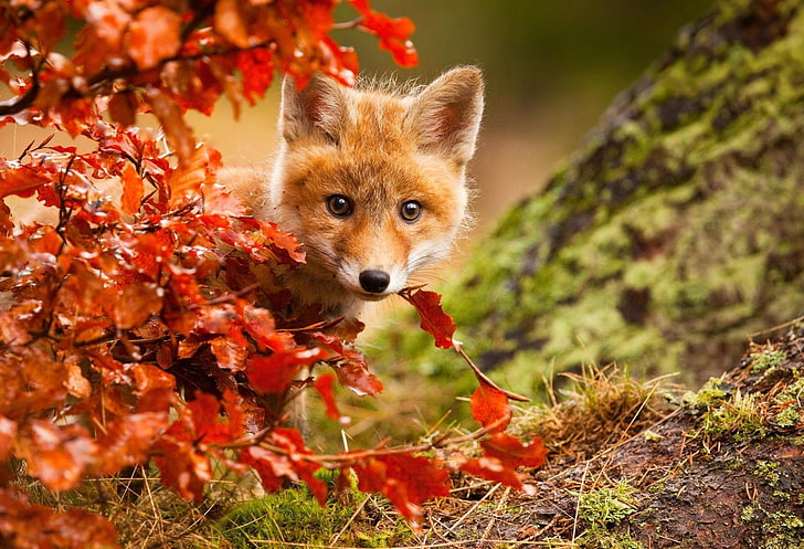 Animal, Fox, Baby Animal, Cub, Cute, Fall, Stare, Wildlife