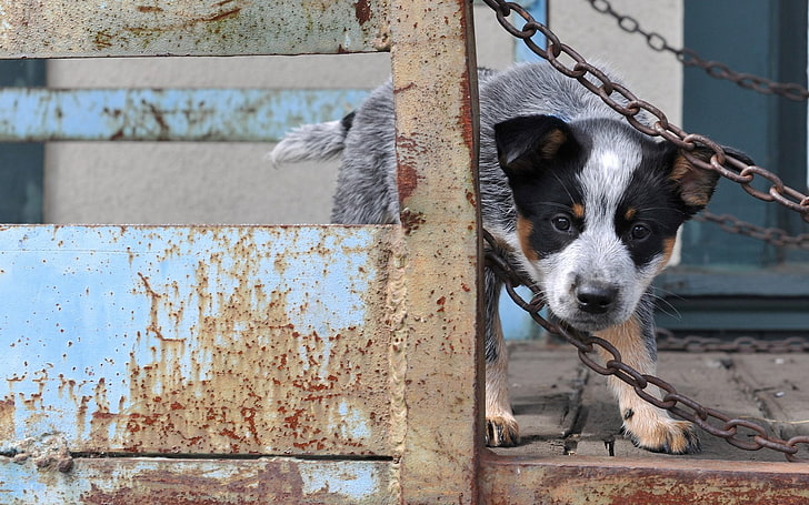 dog, australian cattle dog, puppies, one animal, canine, domestic, HD wallpaper