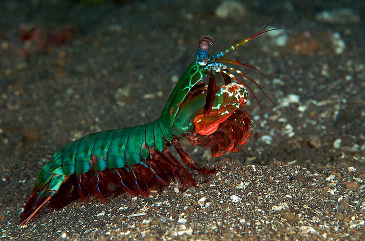 Animal, Mantis Shrimp, HD wallpaper