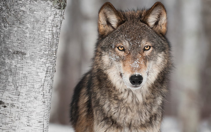 Animal, Wolf, Stare, Wildlife, one animal, looking at camera, HD wallpaper