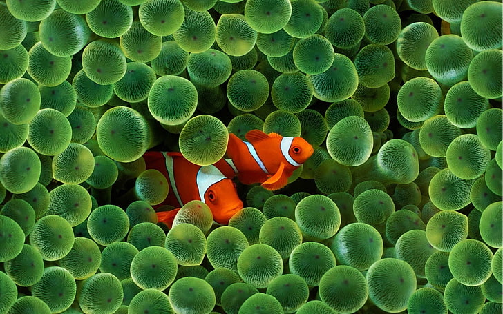 animals, Apple Inc., Clownfish, Finding Nemo, iPhone, sea, Sea Anemones