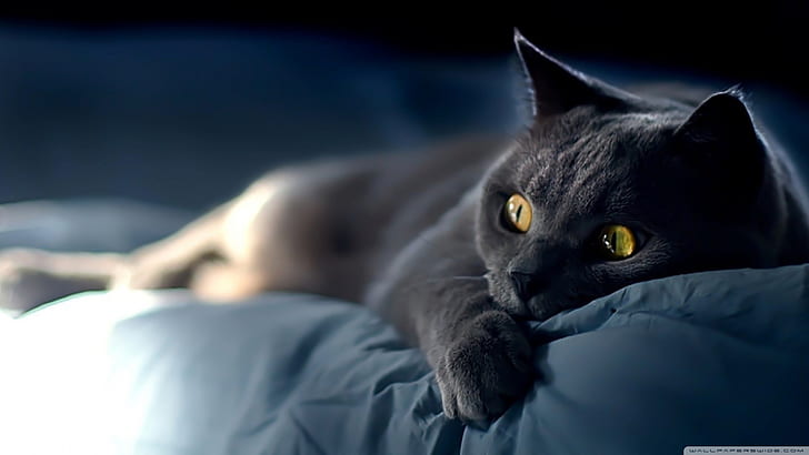 black cats, bed, yellow eyes, HD wallpaper