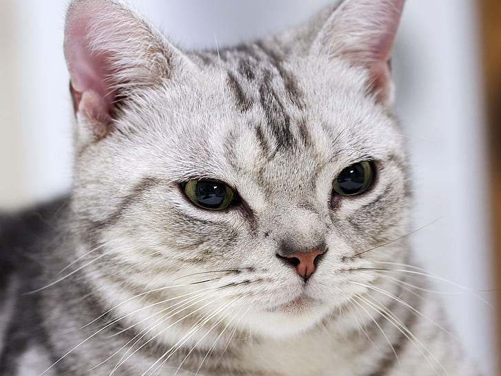 Gorgeous American Shorthair Cat, grey and black short fur car