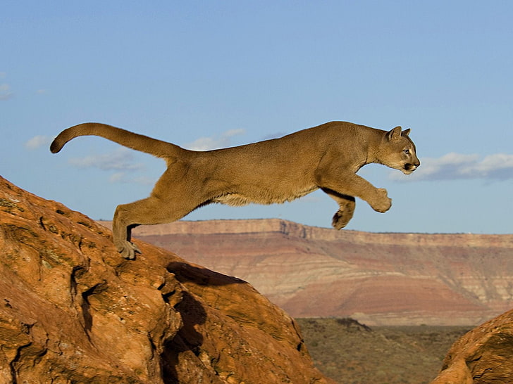 HD wallpaper: brown panther, cat, rocks, jump, predator, Africa, Puma,  nature | Wallpaper Flare