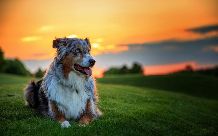 dog backgrounds for desktop hd backgrounds, canine, pets, one animal