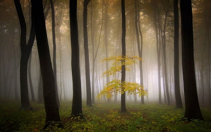 Mist, Nature, Sunrise, Landscape, Morning, Poem, Forest, Trees, Shrubs
