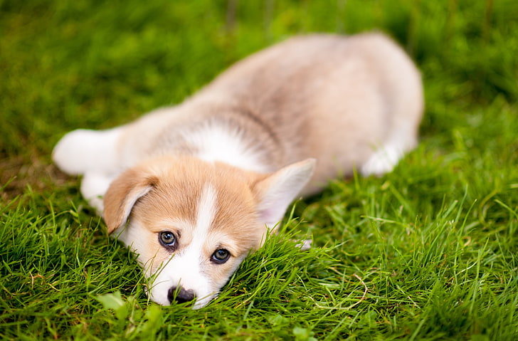 Lazy Pembroke Welsh Corgi Puppy, Animals, Pets, Summer, Grass, HD wallpaper