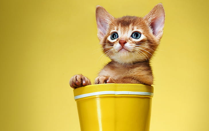 Cute and Sweet Kitty, orange tabby kitten, funny, HD wallpaper