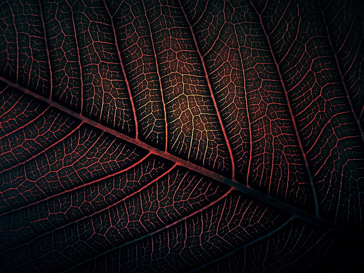 red leaf, macro photography of red and black leaf, leaves, minimalism, HD wallpaper