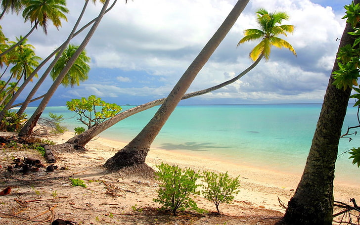 nature, landscape, beach, palm trees, island, white, sand, tropical, HD wallpaper