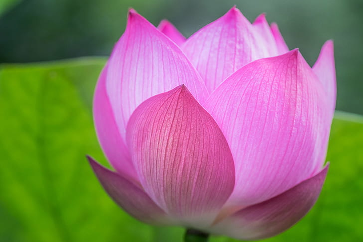 shadow focus photography of pink Lotus, lotus flower, lotus flower, HD wallpaper