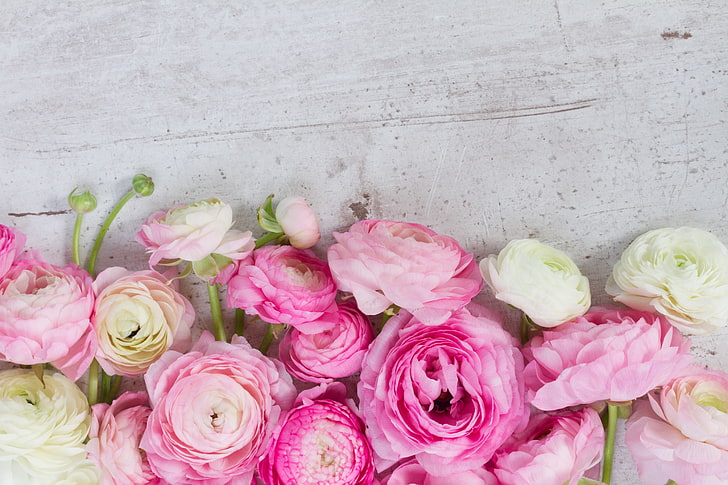 pink, pink flowers, beautiful, buttercups, ranunculus, HD wallpaper