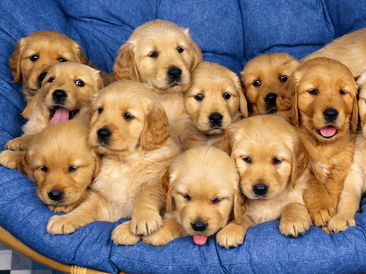 HD wallpaper: Golden Retriever - Puppies, litter of brown labrador  retriever puppies | Wallpaper Flare