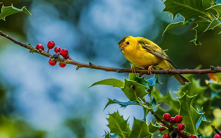 yellow bird, birds, animals, finches, fruit, branch, plants, vertebrate