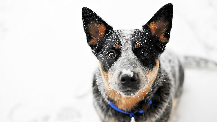 short-coated black dog, animals, snow, Blue Heeler, white background