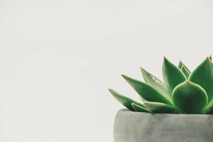 HD wallpaper: botanical, cactus, close up, decor, green, growth, minimalist  | Wallpaper Flare