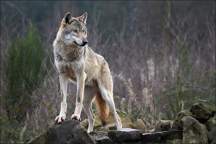 wolf, animals, nature, HD wallpaper
