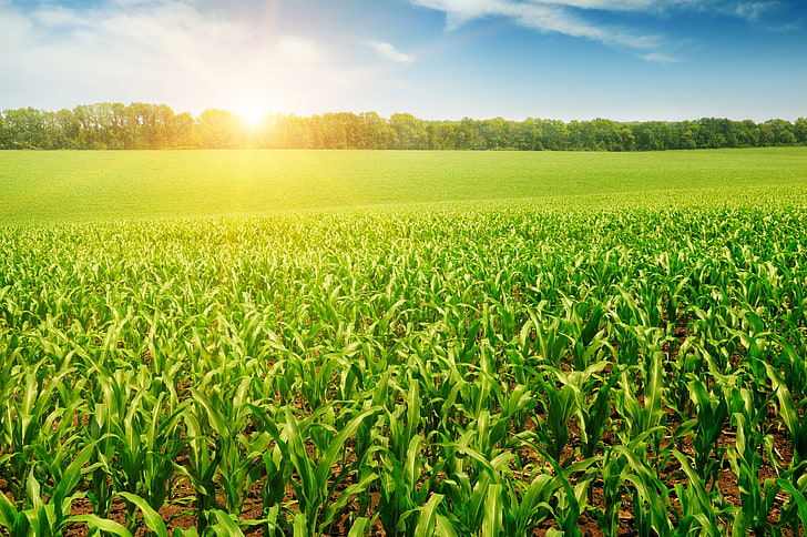 green corn field, the sun, rays, trees, nature, cornfield, the trees, HD wallpaper
