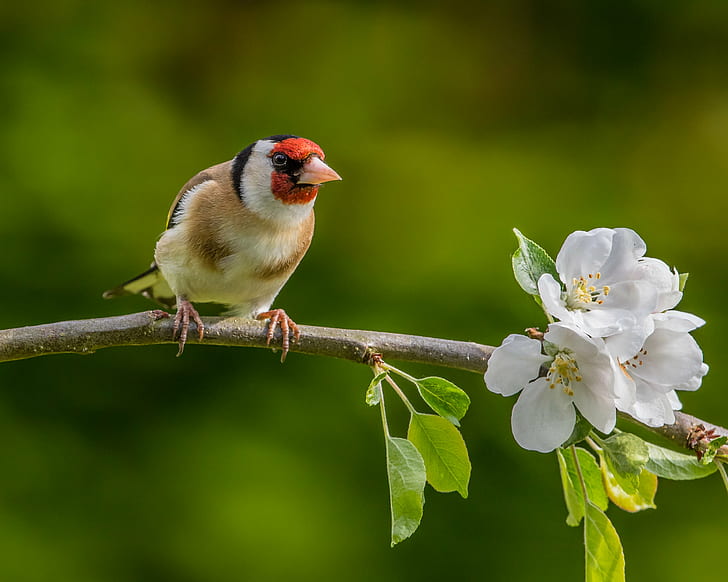 close-up photo of brown and white Bird perching in brown branch with white flowers, apple tree, apple tree, HD wallpaper